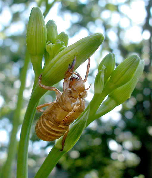cicadashell7174