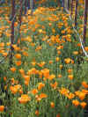 California poppies growing in what is to be a vineyard soon.