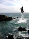 killer whale off the CA coast