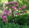 28rhododendron00385